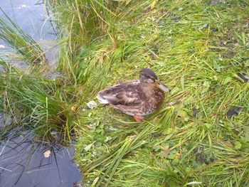 High angle view of duck on grass