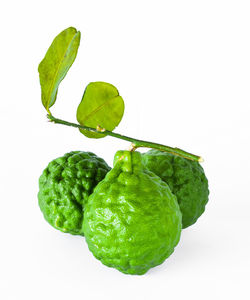 High angle view of green leaf on white background