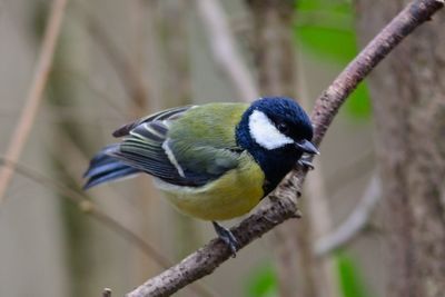 Close-up of a bird on branch against blurred background