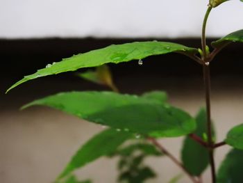 Close-up of wet plant