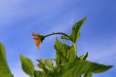 Low angle view of plant against blue sky