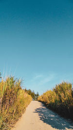 Road amidst plants against sky