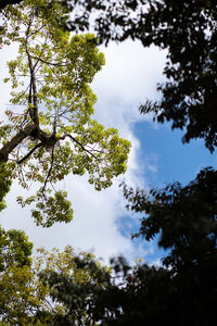Low angle view of trees against sky