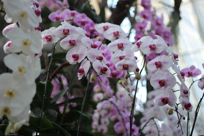 Close-up of pink cherry blossoms in spring