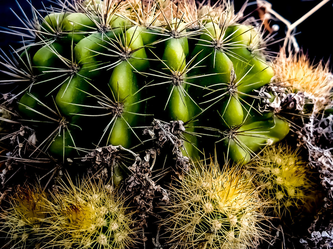 CLOSE-UP OF SUCCULENT PLANTS