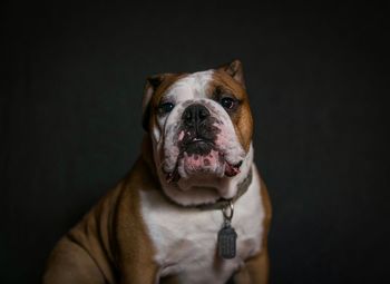 Close-up portrait of dog against black background