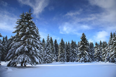 Pine trees on snow covered land against sky