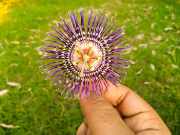 Close-up of man hand holding purple flower on field