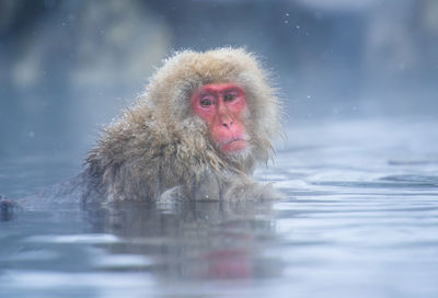 Portrait of monkey swimming in lake during winter
