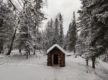 Snow covered trees and plants in forest during winter