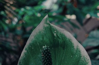 Close-up of succulent plant