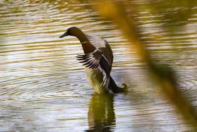 Bird flying over lake