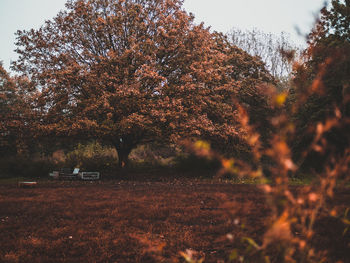 Trees against sky during autumn