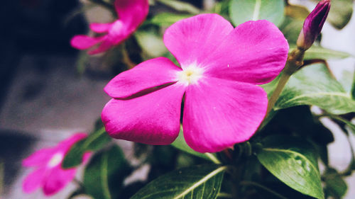 Close-up of pink flower blooming outdoors