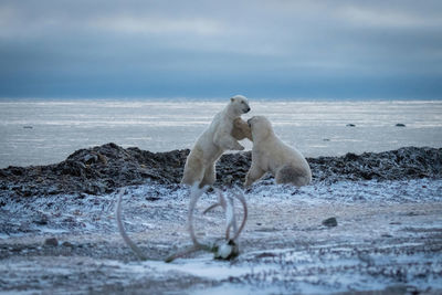 Two polar bears sparring by hudson bay