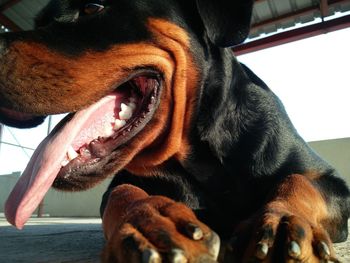 Close-up of a dog yawning