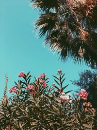 Low angle view of palm trees against blue sky