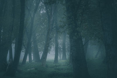 Trees in forest