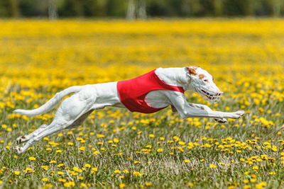 Podenco dog in red shirt running and chasing lure in the field in summer