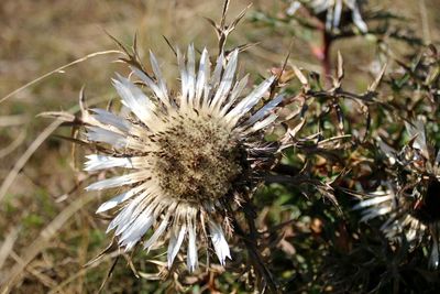 Close-up of dried plant on field