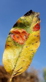 Close-up of autumnal leaf against blue sky