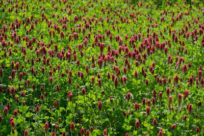 High angle view of flowering plants on field