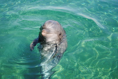 Close-up of dolphin in sea