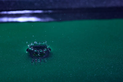 High angle view of a turtle in sea