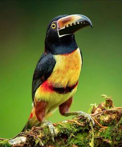 animal themes