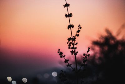 Low angle view of flowering plant against sky at sunset