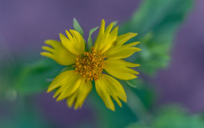 Close-up of yellow flower