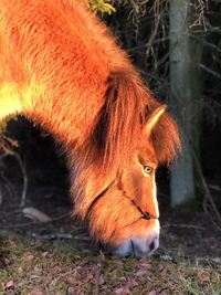 Horse standing on field