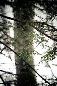 Low angle view of tree branches