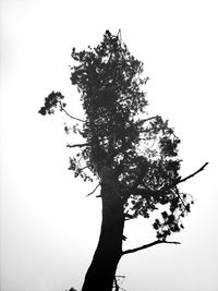 Low angle view of bare trees against clear sky