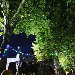 Low angle view of illuminated tree at night