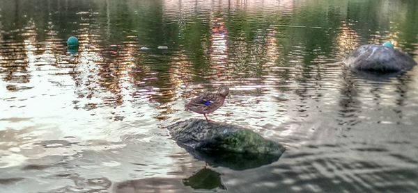 Ducks swimming in lake