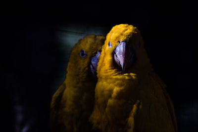 Close-up of parrot