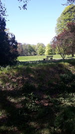 Trees on field against clear sky