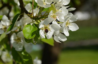 Close-up of bee on white flower