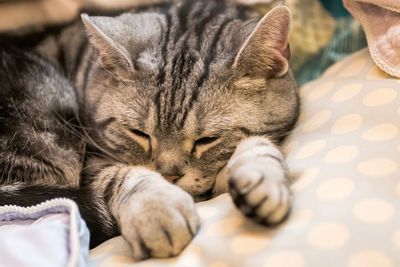 Close-up of cat sleeping on bed