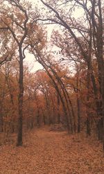 Trees in forest