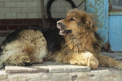 Dog is lying down. dog rests. old dog on street. animal in summer.