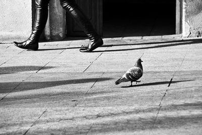 Low section of bird perching on floor