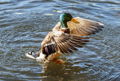 Bird in water