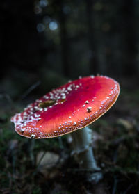 Close-up of fly agaric mushroom growing on field