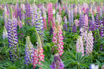 Close-up of lavender flowers in garden