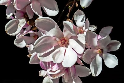 Close-up of white flowers blooming against black background