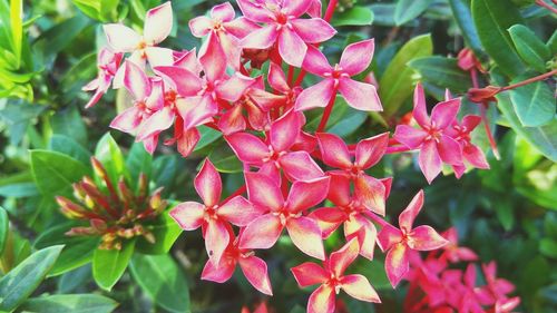 Close-up of pink flowers blooming outdoors