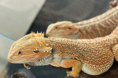 Close-up of lizard