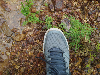 Low section of person standing on leaves